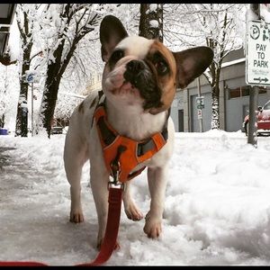 Meet your Posher, Josephine